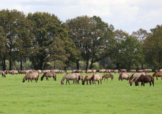 Wildpferdebahn in Dülmen