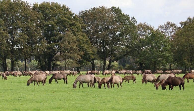 Wildpferdebahn in Dülmen