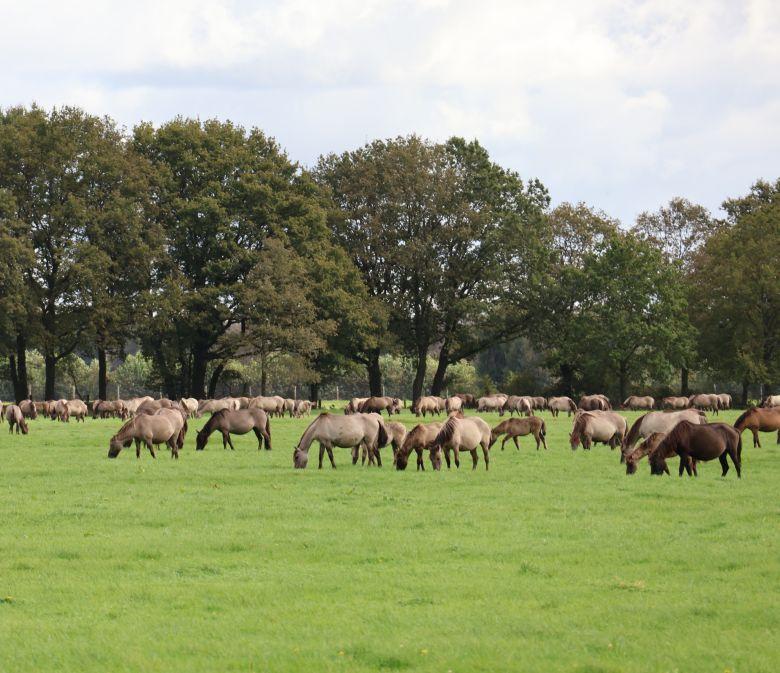 Wildpferdebahn in Dülmen